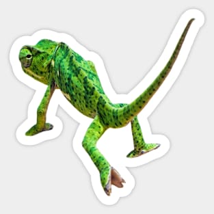 Flap-Necked Chameleon | African Wildlife Sticker